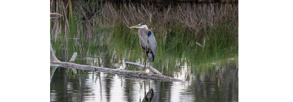 Great Blue Heron standing on a log.