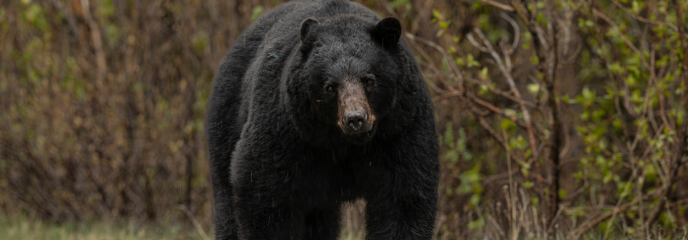 Black bear walking in the mountains