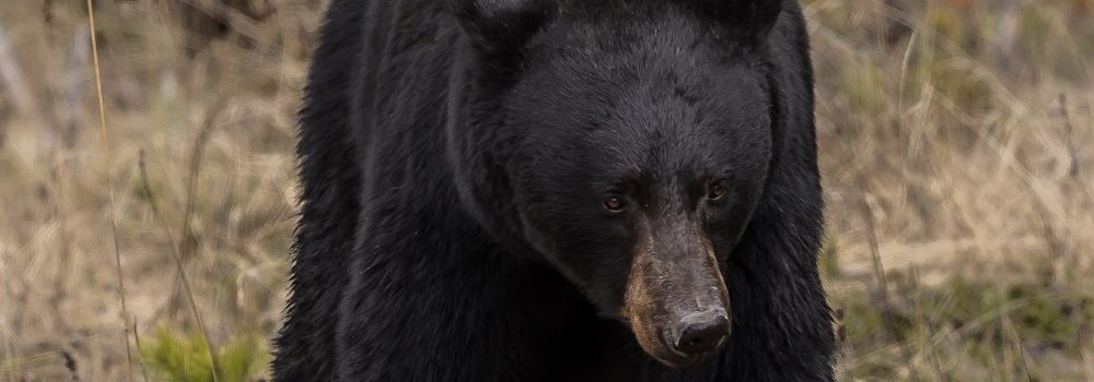 Large black bear walking along the bushline of the rocky mountains.