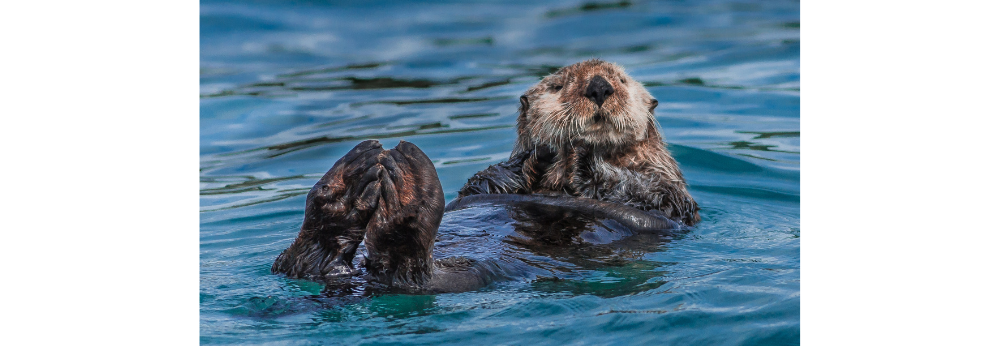 Sea Otter floating in the ocean.