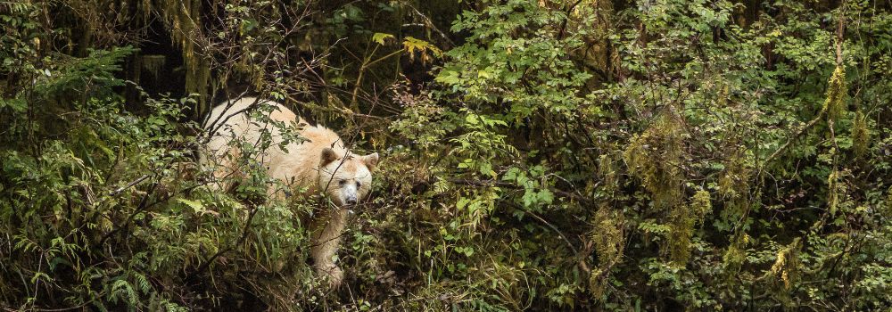 A spirit bear coming through the temperate rainforest.