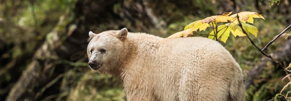 A Large female spirit bear on a rock.