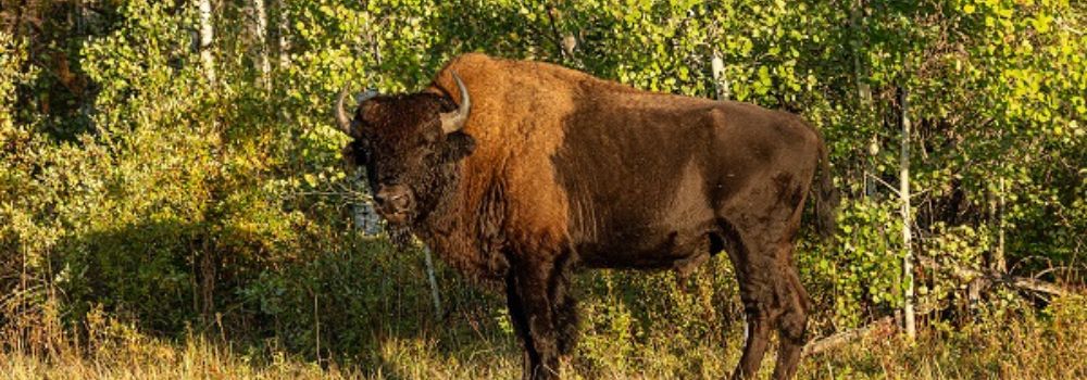 A wood bison standing by yellow and green leaf trees.