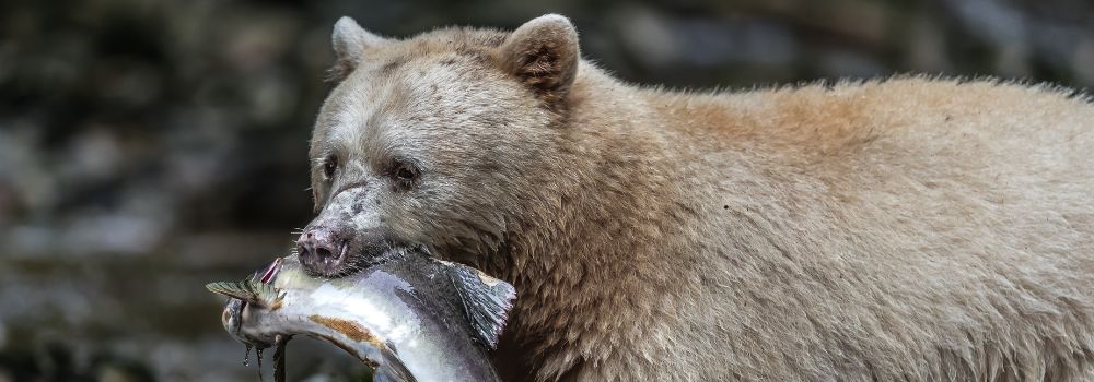 A spirit bear with a fish in it's mouth.