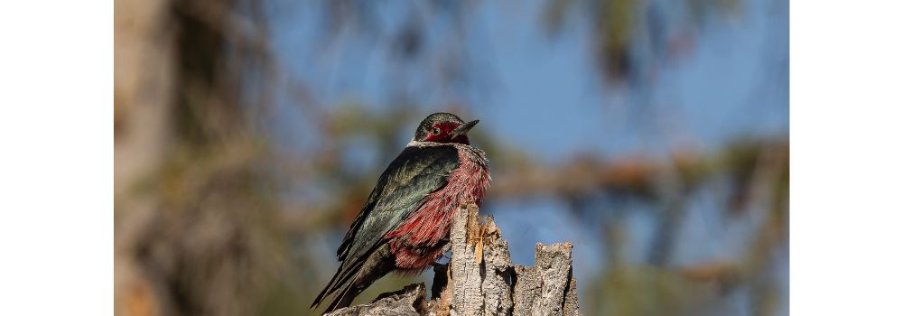 A red and green Lewis's woodpecker perched on top of a dead tree trunk basking in the sunshine.