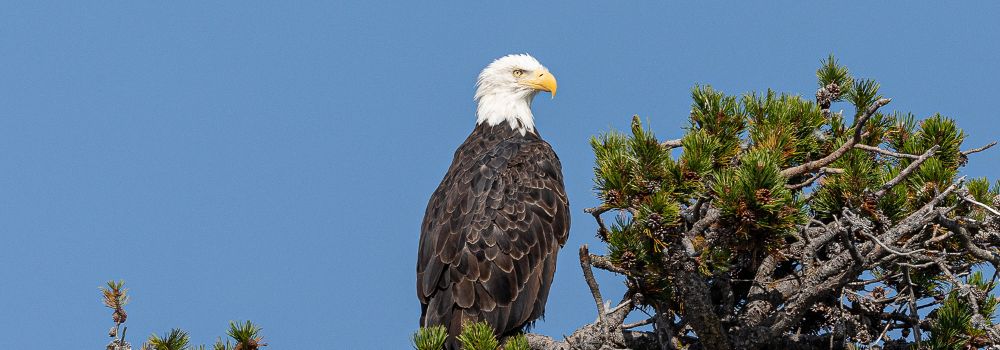 A bald eagle in a pine tree with blue sky.