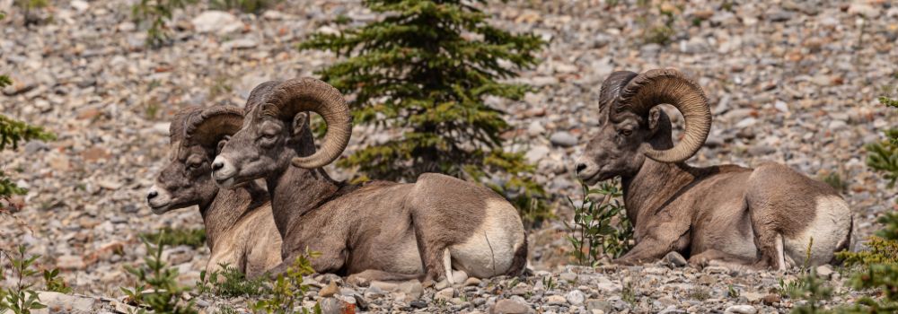 Three bighorn rams on cliff.