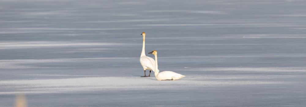 Two white trumpeter swans on thin blue ice. One is laying on the ice, while the other is standing beside her.