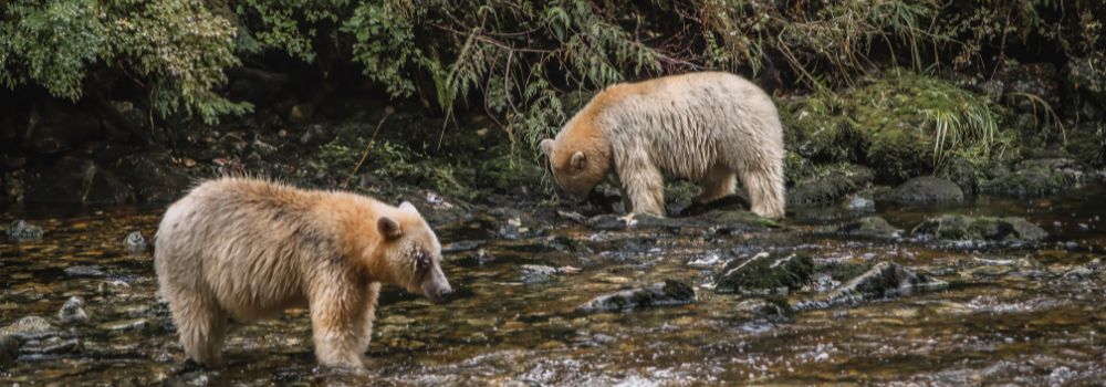 Two spirit bears standing in a stream.
