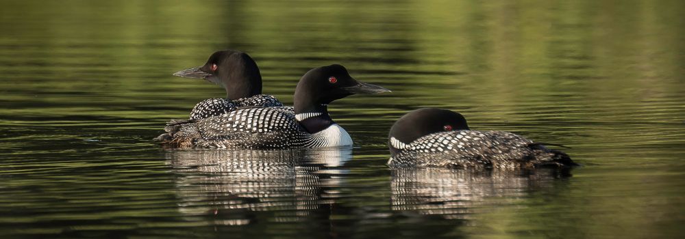 Thee loons on a lake colored green.