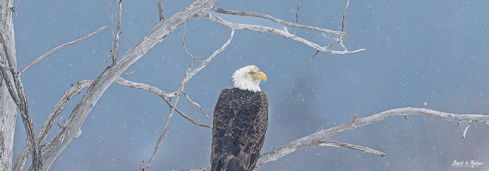 A bald eagle on a branch with a blue background.