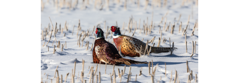 Ring-neck pheasant snowy field.