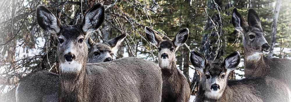 Mule deer does and young peering at you among the snow covered forest