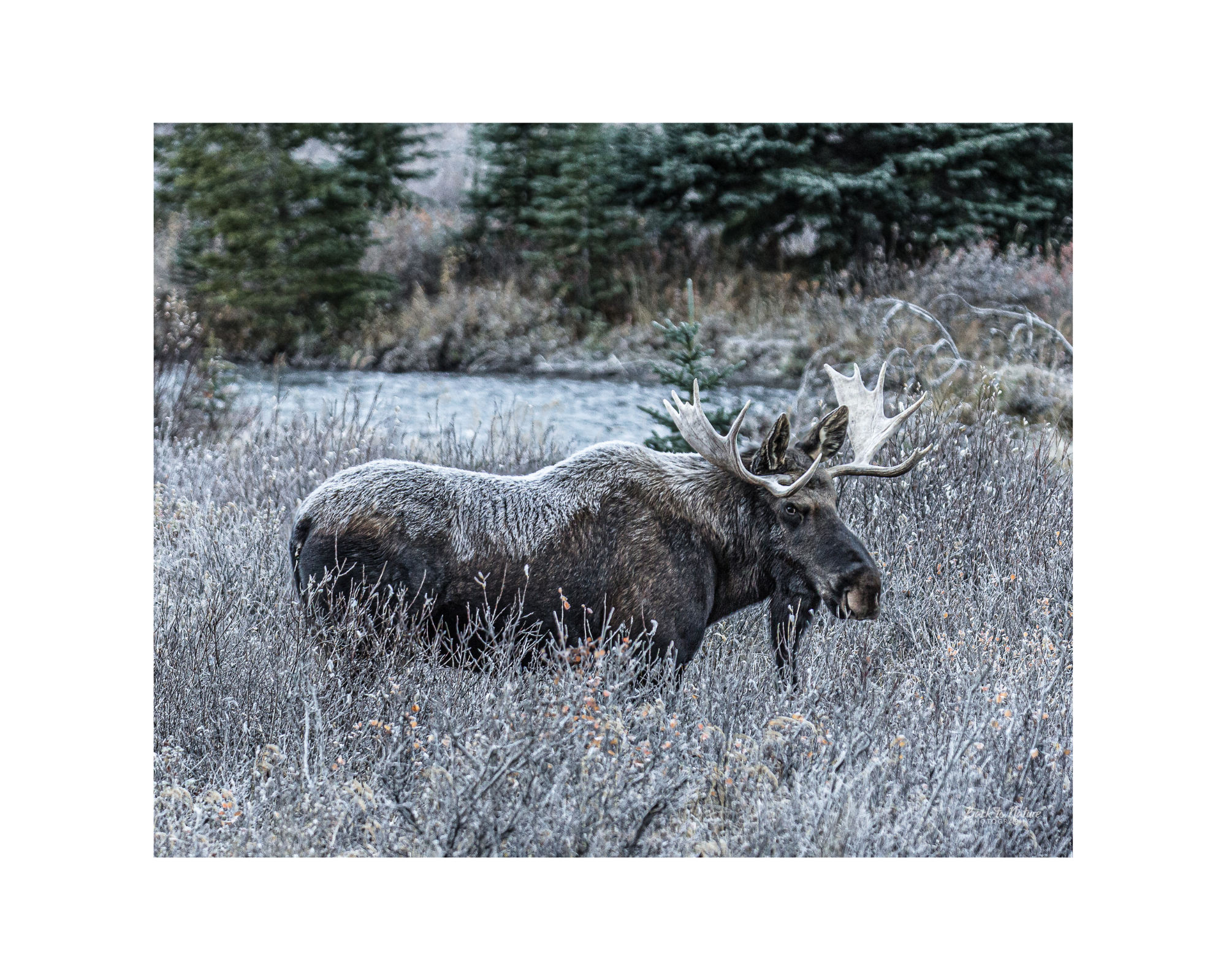 "A Frosty Blanket" Bull Moose - 10" x 8" Matted Print