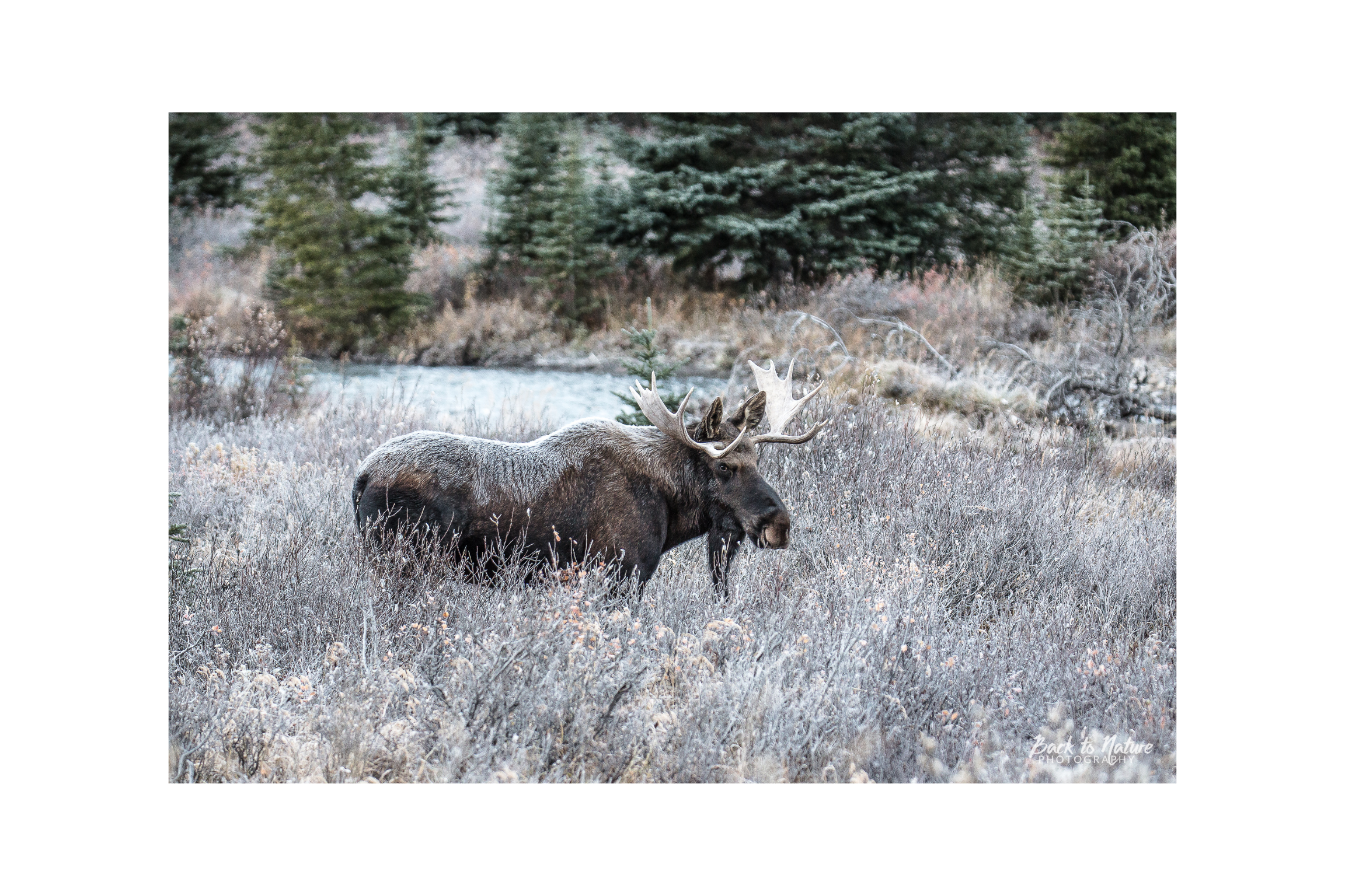 "A Frosty Blanket" Bull Moose Canvas Print