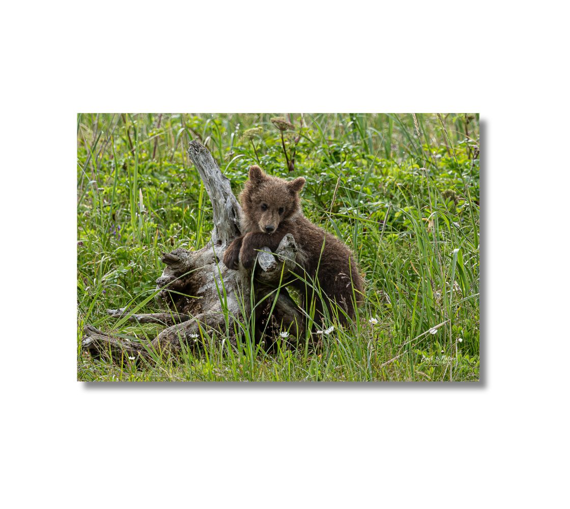 This is a 16 x 24 landscape canvas print. This is a photo of a Alaskan brown bear cub leaning on a old dead tree root. The background is tall green grass with little white wildflowers growing here and there. The little brown bear is looking at you as it is resting while it has its two front paws draped over the root, as it stands on its back legs.
