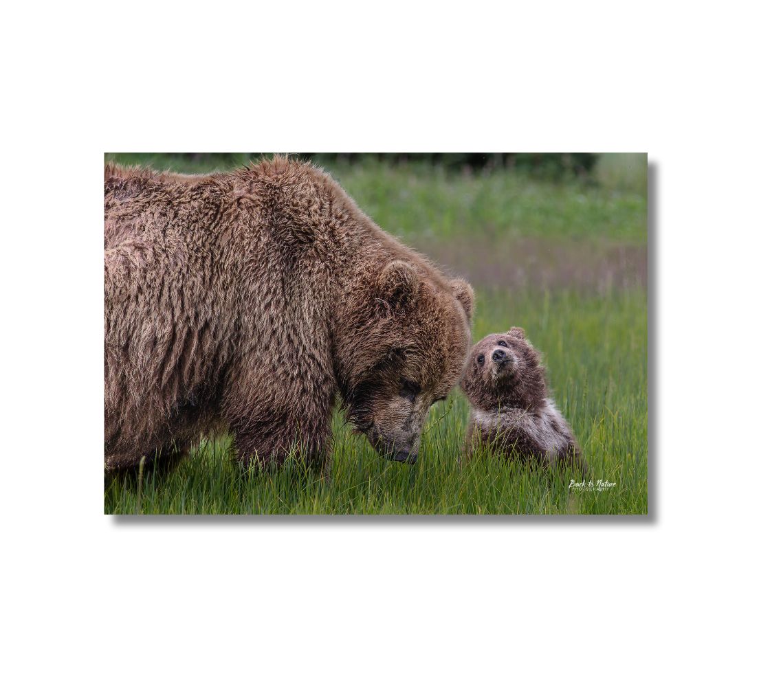 This is a 16 x 24 landscape canvas print. This is a photo of a large brown Alaskan Brown bear and her baby cub. The momma bear is looking down at the green grass, while the cub is sitting slightly ahead of her in the grass, looking back at her in admiration.