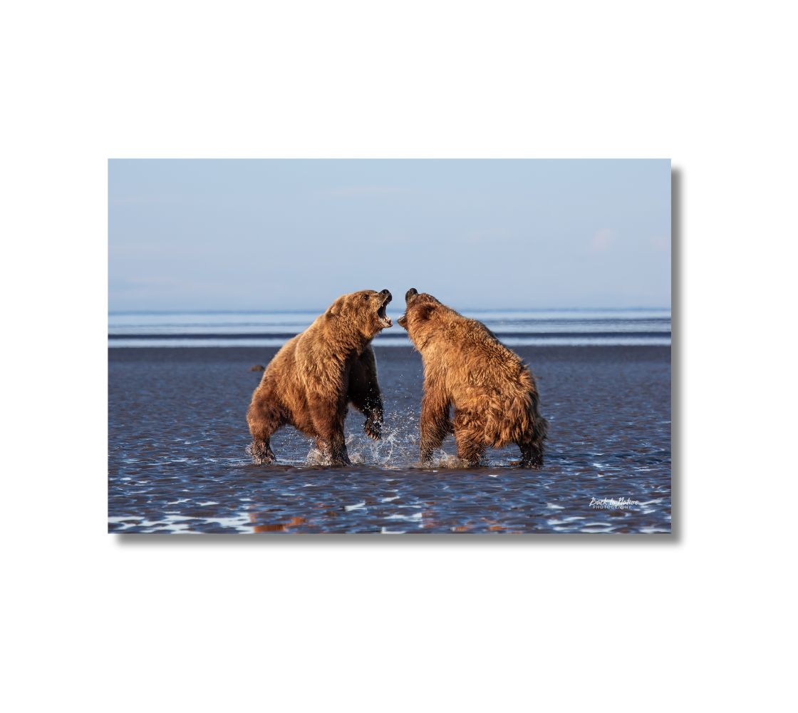 This is a 16 x 24 landscape canvas print. This is a photo of two large female Alaskan brown bears lunging as they squat down, roaring at one another. The background is a clear blue sky, with lines of blue and dark blue as the ocean waves  run across the dark blue sand.