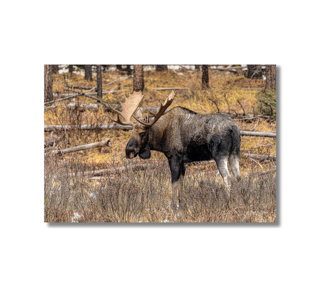 Big bull moose standing among logs in a forest setting