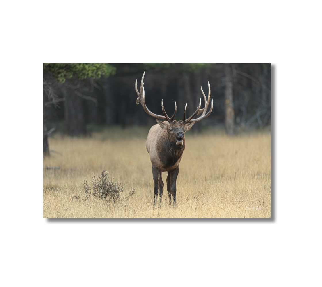 Elk standing in a grassy field with trees in the background