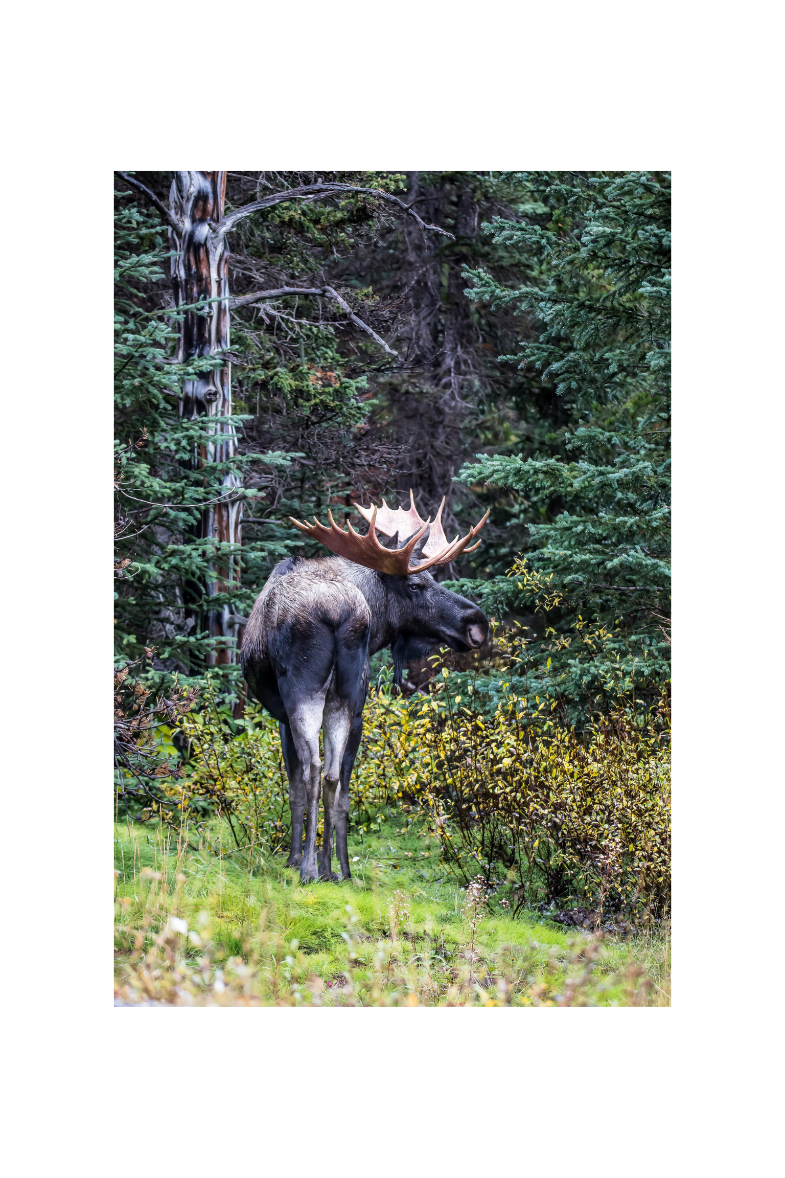 "Back At You" Bull Moose Canvas Print