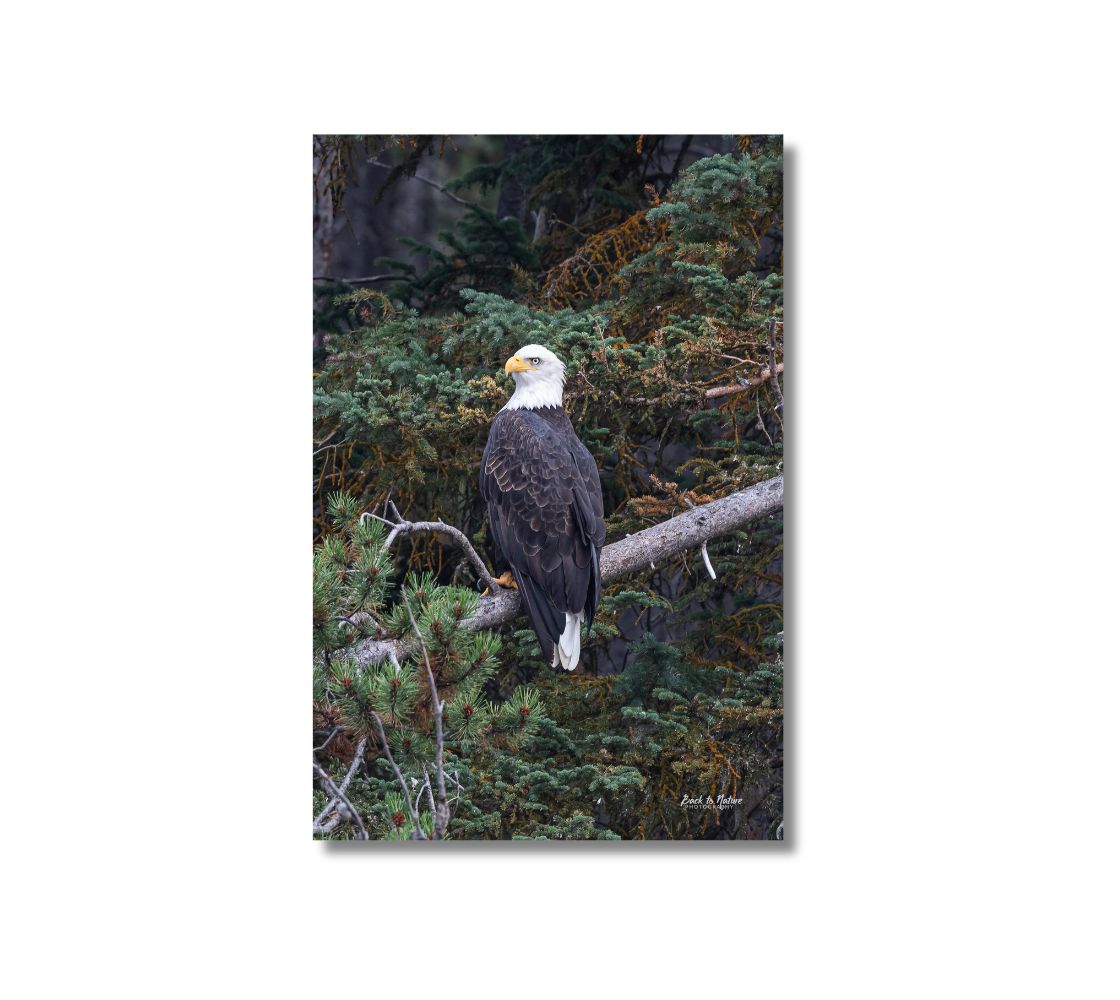 This is a 24 x 16 inch portrait canvas print. This is a photo of a bald eagle perched on a pine tree branch. The background is of trees and branches in various tones of green, gold, purple and grey. The bald eagle is perched on a fallen grey tree trunk with his back to us and its head is turned slightly, as he is looking towards you.