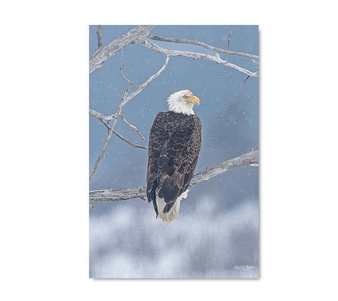 Bald eagle perched on a branch with lightly falling snow