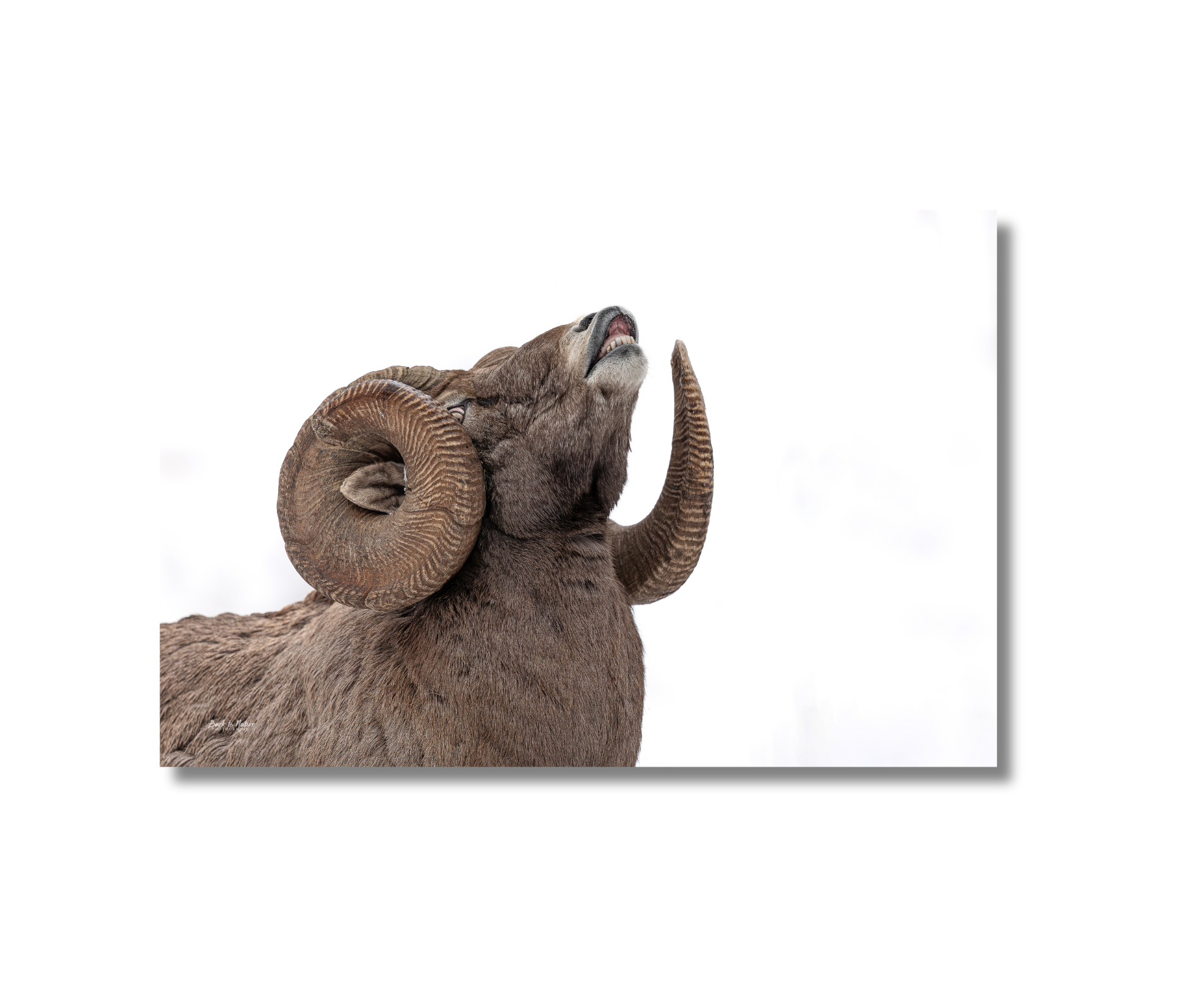 Big Horn Ram canvas print with a white background.