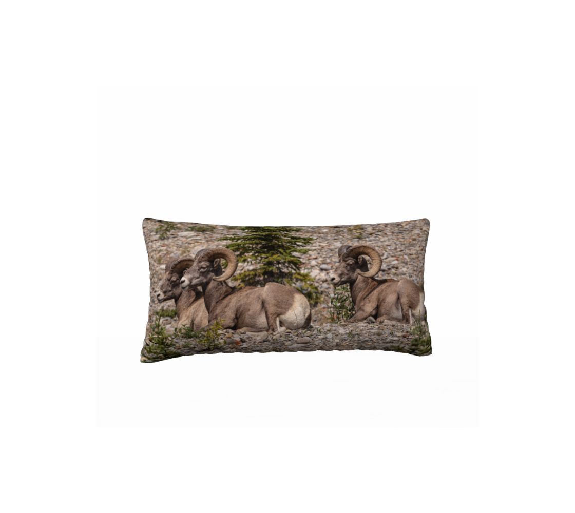This 12 x 24 inch plush velveteen cushion cover features a photo of three rocky mountain bighorn rams. The image is of a  three rams lying down resting on a grey rocky gravel ledge. The background is grey, brown and rusty red tones of rock with a few small green evergreen trees growing through the rocks.
