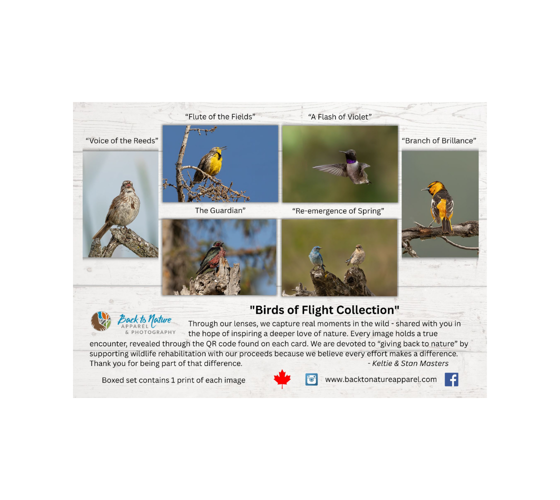 A collection of six greeting cards of our photography of bird images in a natural setting.