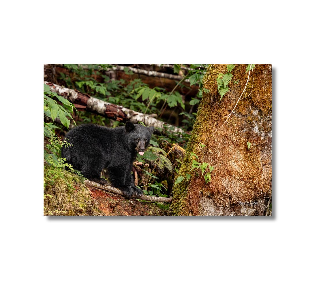 This is a 16 x 24 inch landscape canvas print. This is a photo of a black bear cub standing on a branch in a tree, sticking its pink tongue out at you. The background is of brown and white tree branches with green leaves and vines.