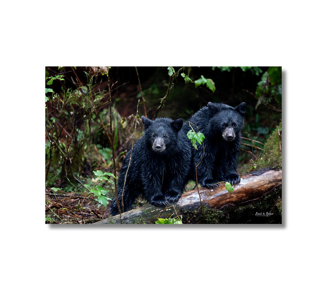 This is a 16 x 24 inch landscape canvas print is a photo of two black bear cubs side by side on a log. The background is green bushes and black shaded areas.