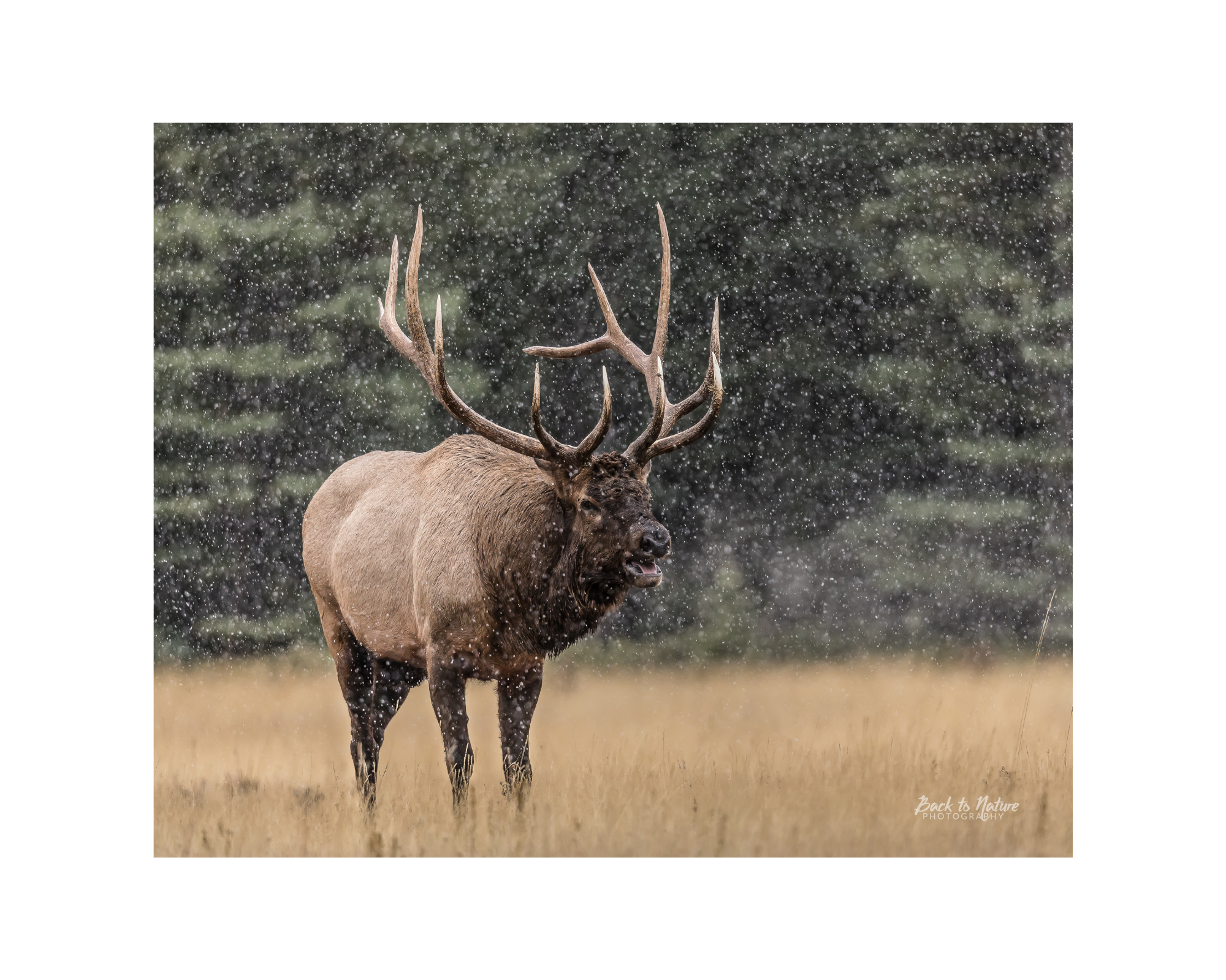 "Bugle Boy" Bull Elk 10" x 8" Matted Print