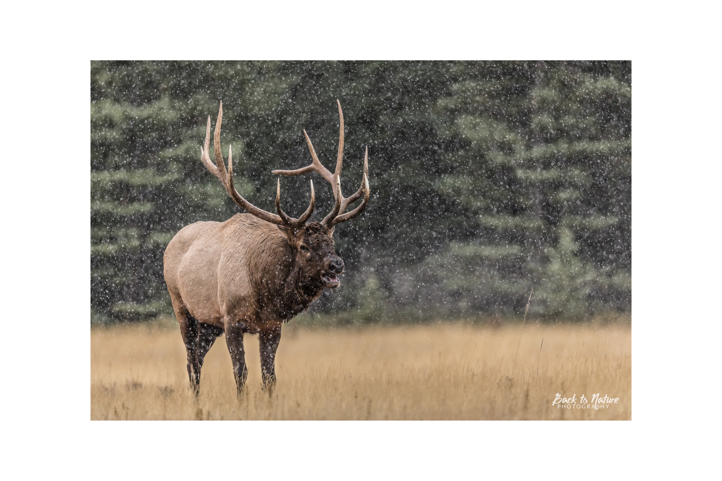 "Bugle Boy" Bull Elk Canvas Print