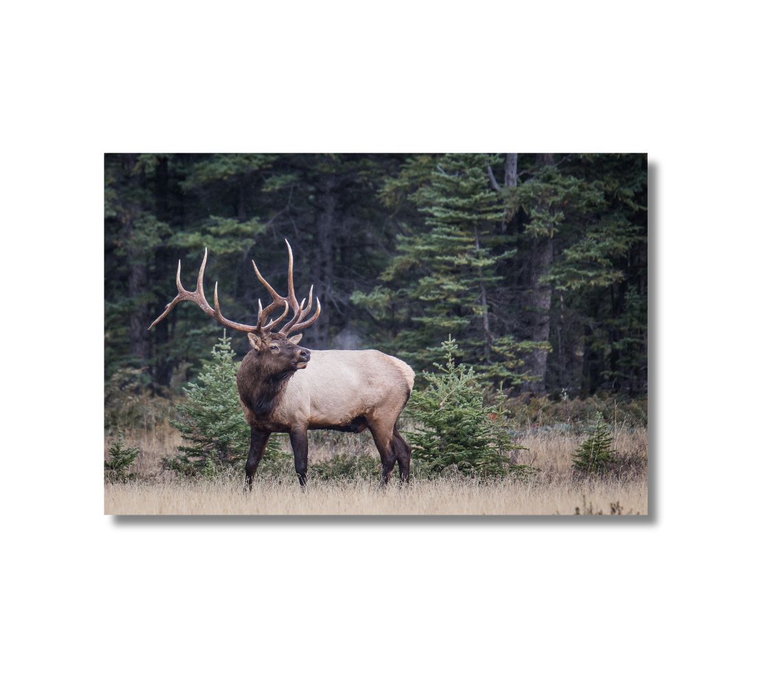 This is a 16 x 24 landscape canvas print. This is a photo of a big multi-toned brown bull elk, with a large set of antlers, bugling in the cool autumn morning, as the exhaust can be seen in the air. The background is an evergreen forest, with brown yellow grasses in the forefront.