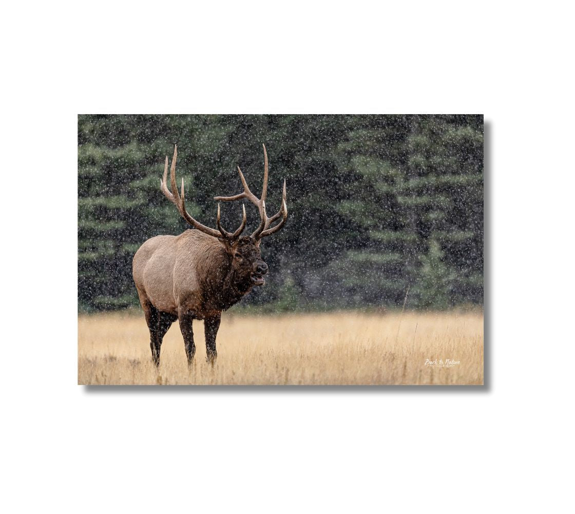 This is a 16 x 24 landscape canvas print. This is a photo of a big multi-toned brown bull elk, with a large set of antlers, bugling in the autumn as the snow is falling. Background is of blurred pine trees and golden grass.