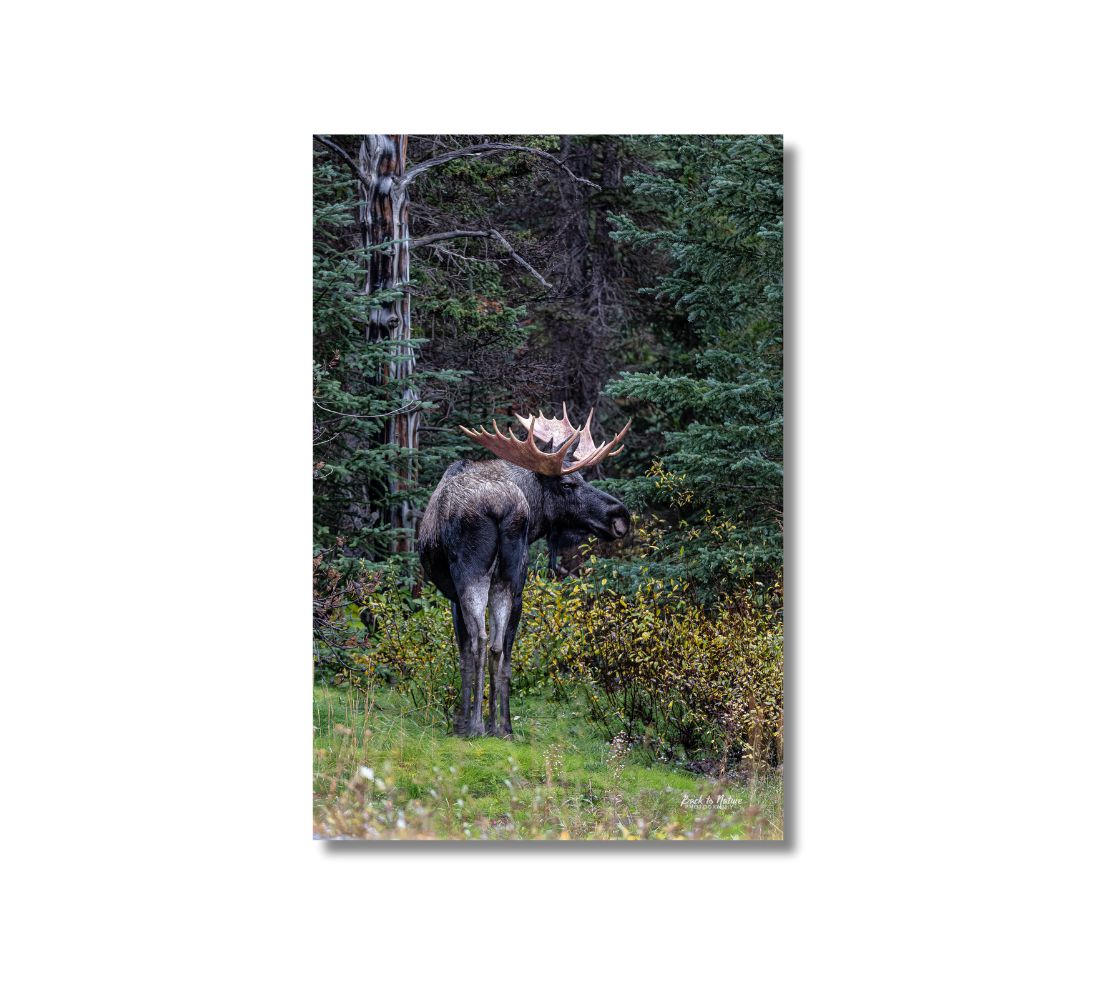 This is a 24 x 16 inch portrait canvas print. This is a photo of a large dark brown bull moose, with a large set of antlers, standing with his head turn back looking at you. The background is a grey standing dead tree and evergreen trees, with gold and green bushes.
