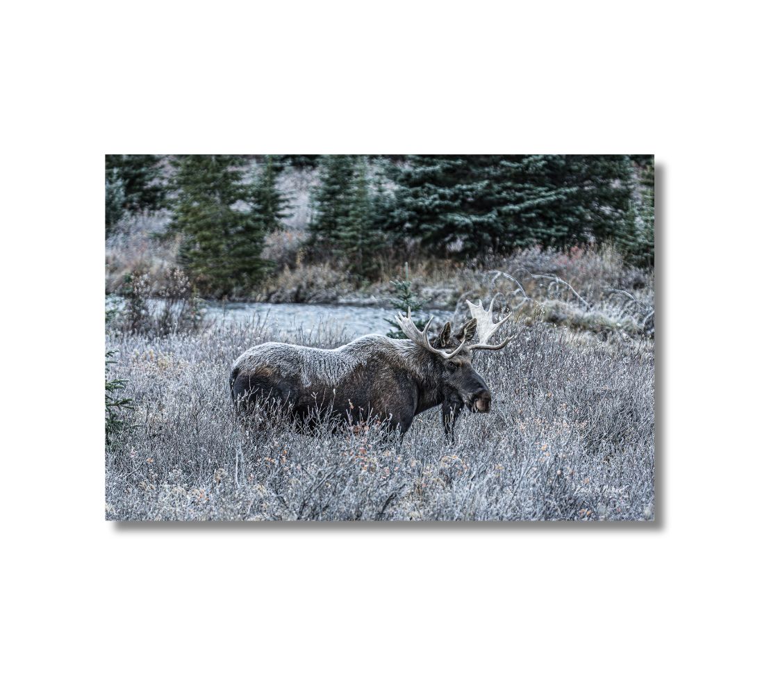 This is a 16 x 24 landscape photo of a bull moose. This image shows a big dark brown bull moose standing in the frosty grey willows surrounded by evergreen trees. He is covered with a blanket of white frost on his back, shoulders and head.