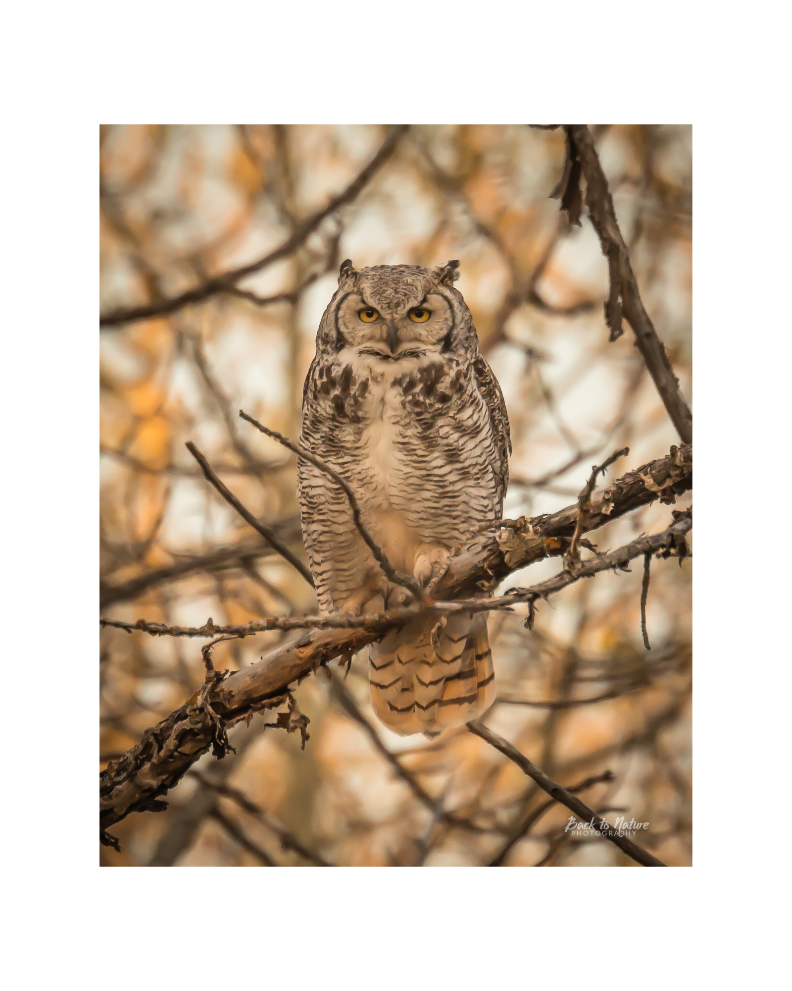 "Camouflaged" Great Horned Owl  8" x 10" Matted Print