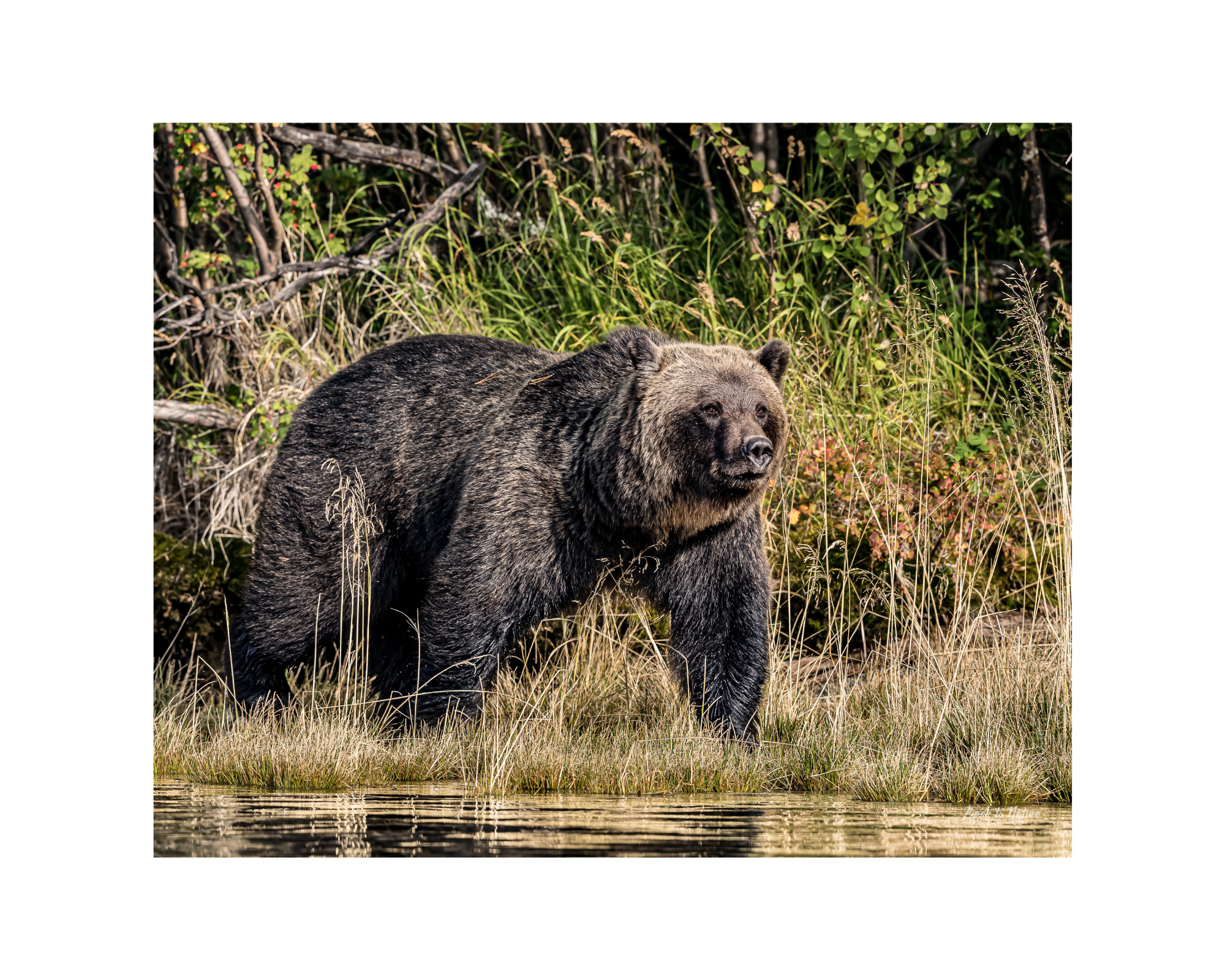 "Cruising the River" Mountain Grizzly Bear 10" x 8" Matted Print