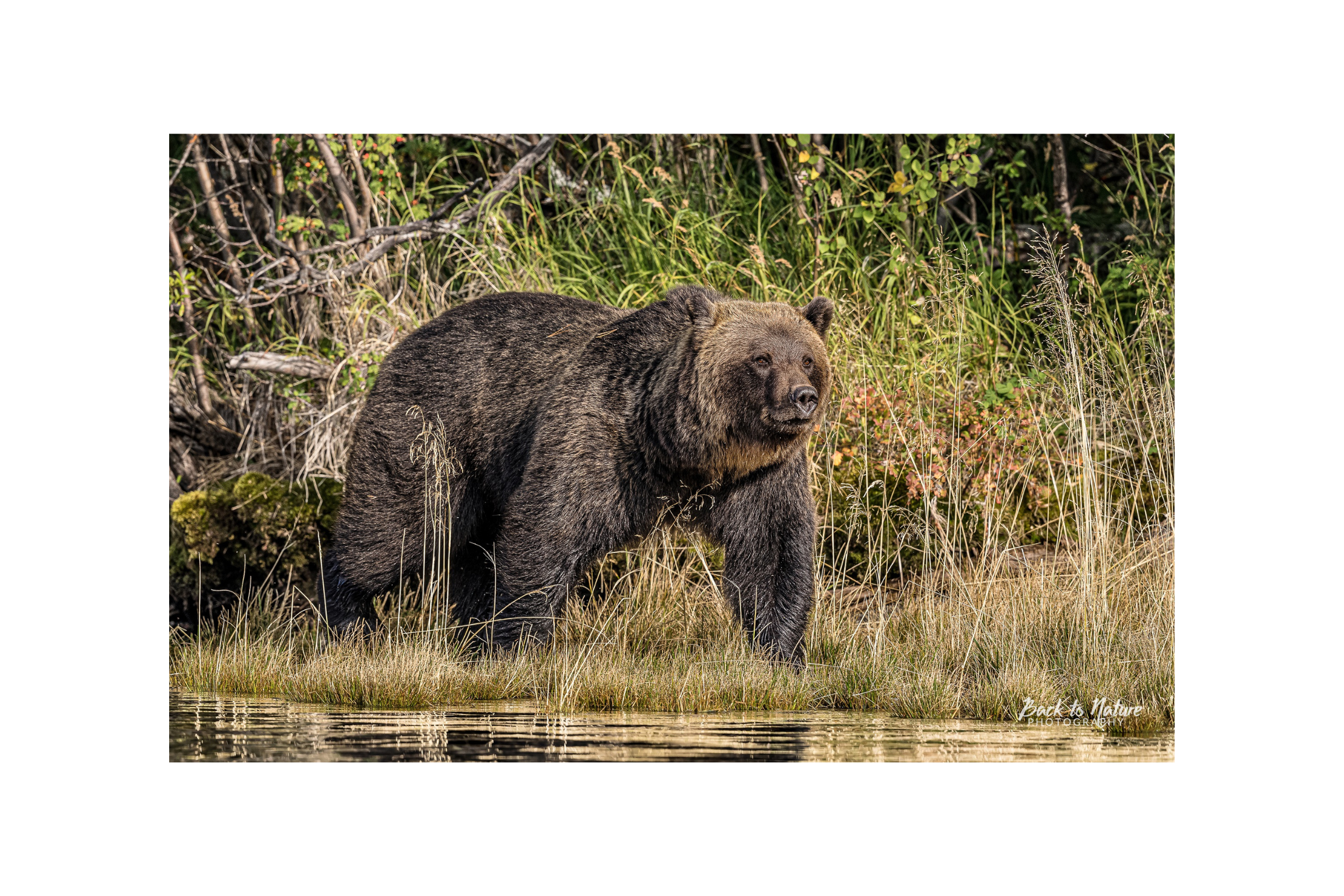 "Cruising the River" BC Mountain Grizzly Bear Canvas Print