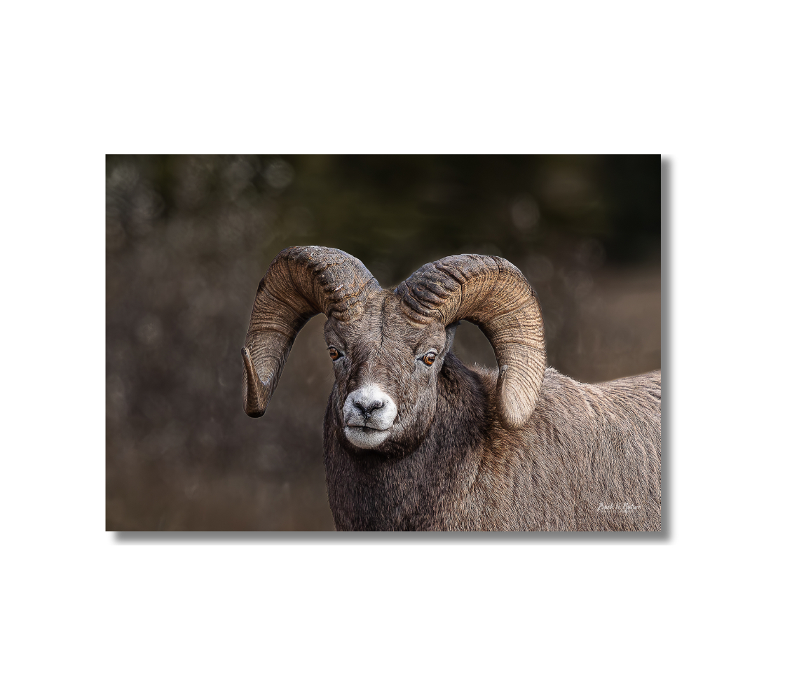 Close-up of a ram with large curved horns on a blurred natural background