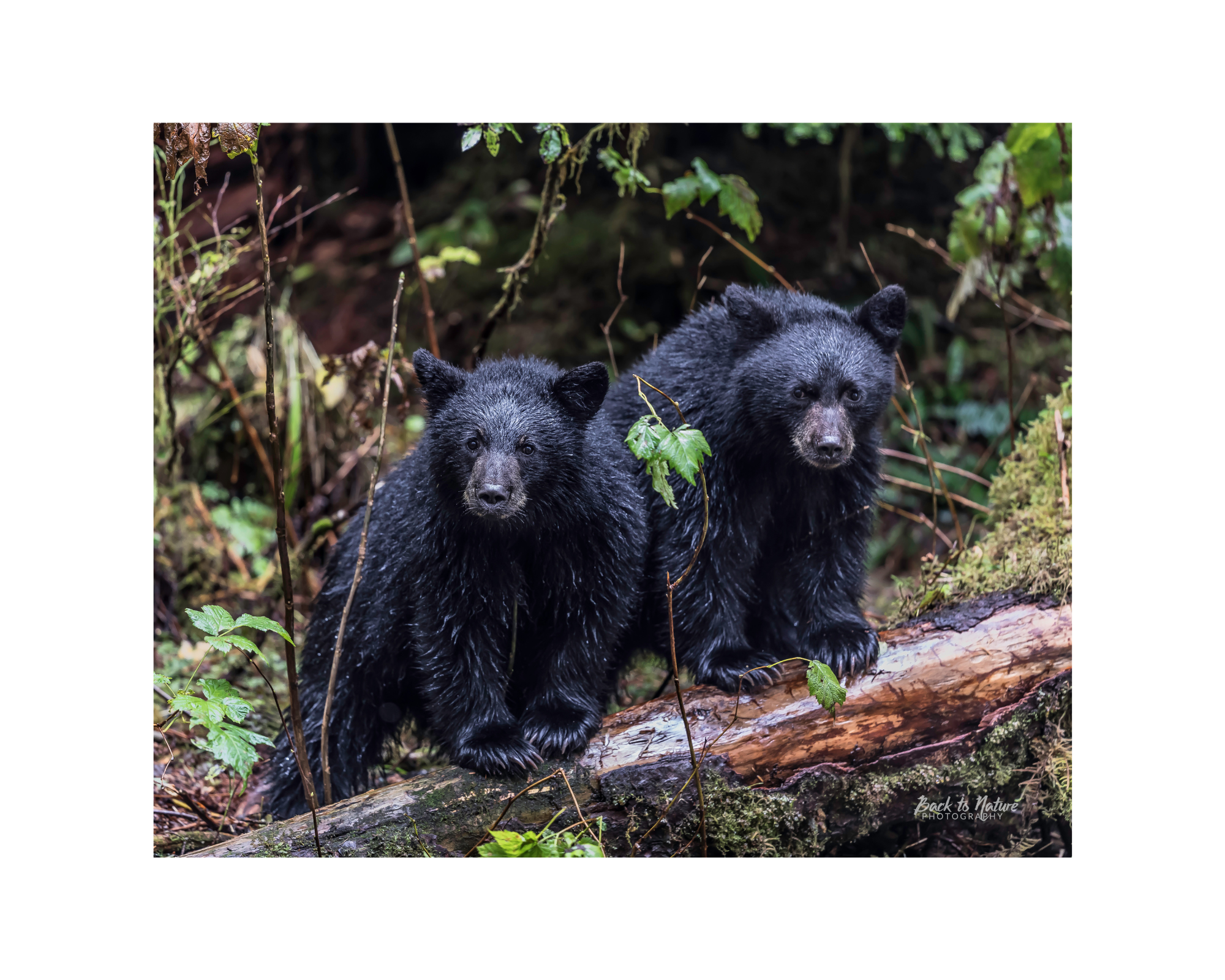 "Double Trouble" Black Bear Cubs 10" x 8" Matted Print