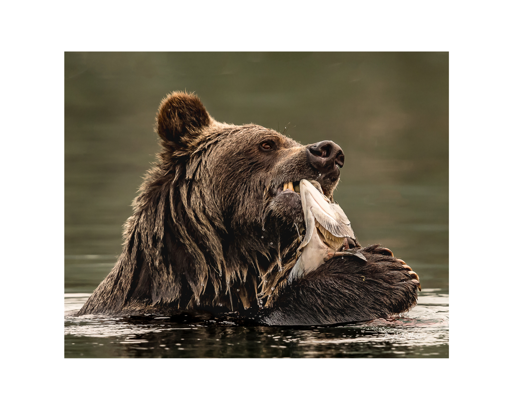 "First Bite" Mountain Grizzly - 10" x 8" Matted Print