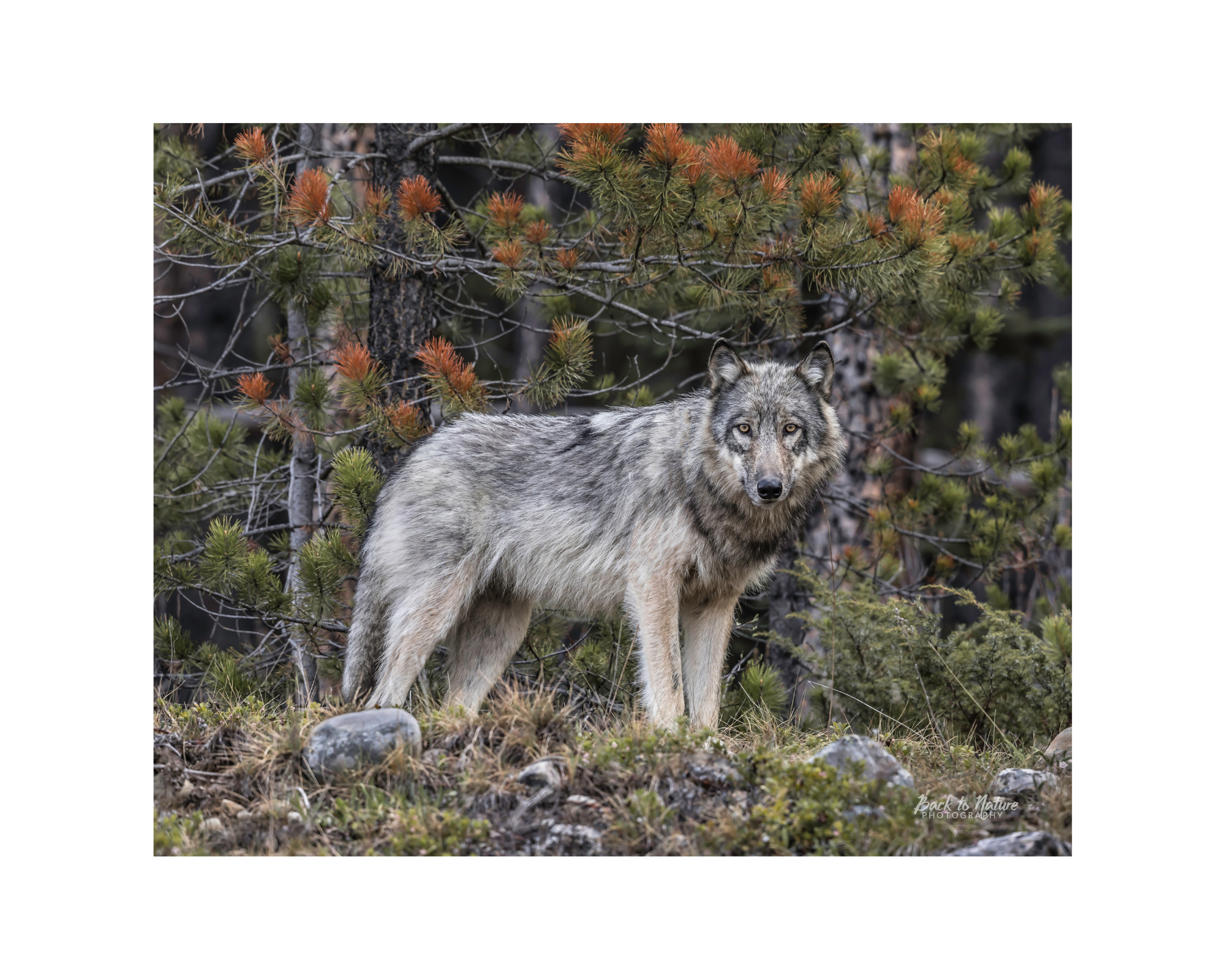 "First Encounter" Grey Wolf  10" x 8" Matted Print