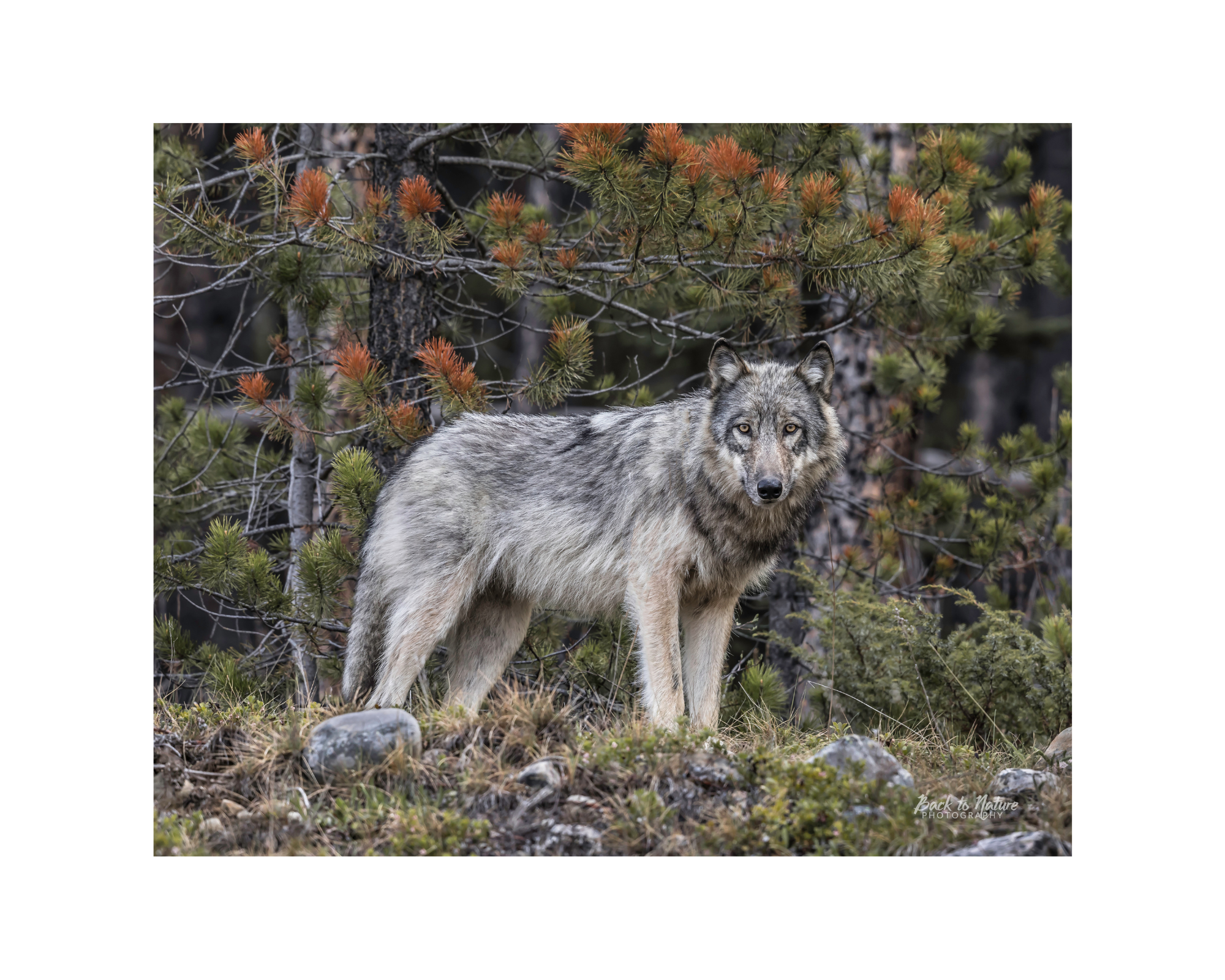 "First Encounter" Grey Wolf 10" x 8" Matted Print