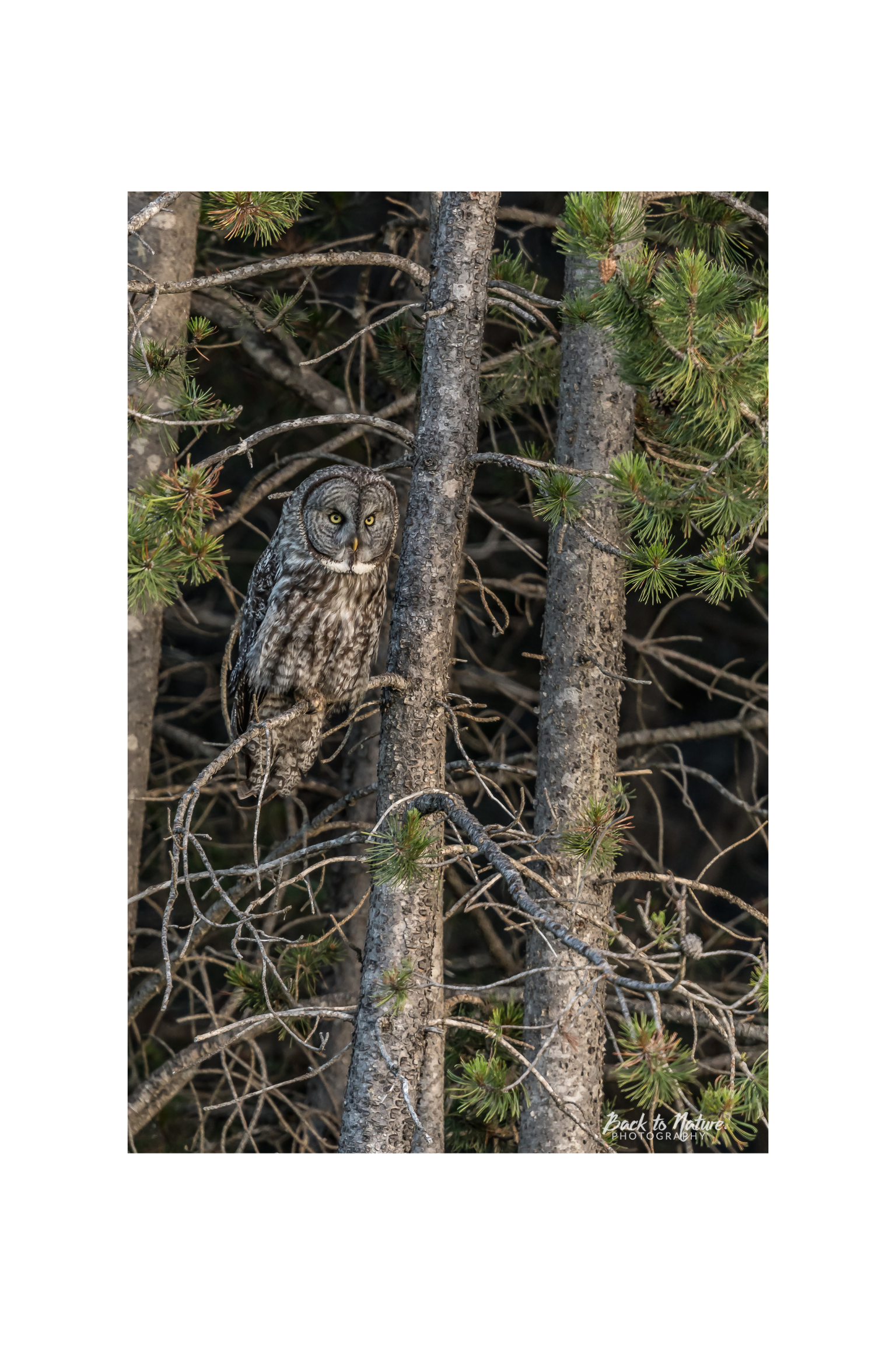 "Forest Watcher" Great Gray Owl Canvas Print