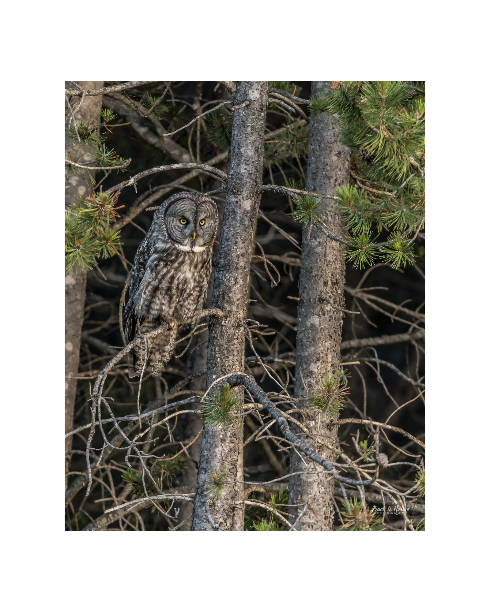 "Forest Watcher" Great Grey Owl - 8" x 10" Matted Print
