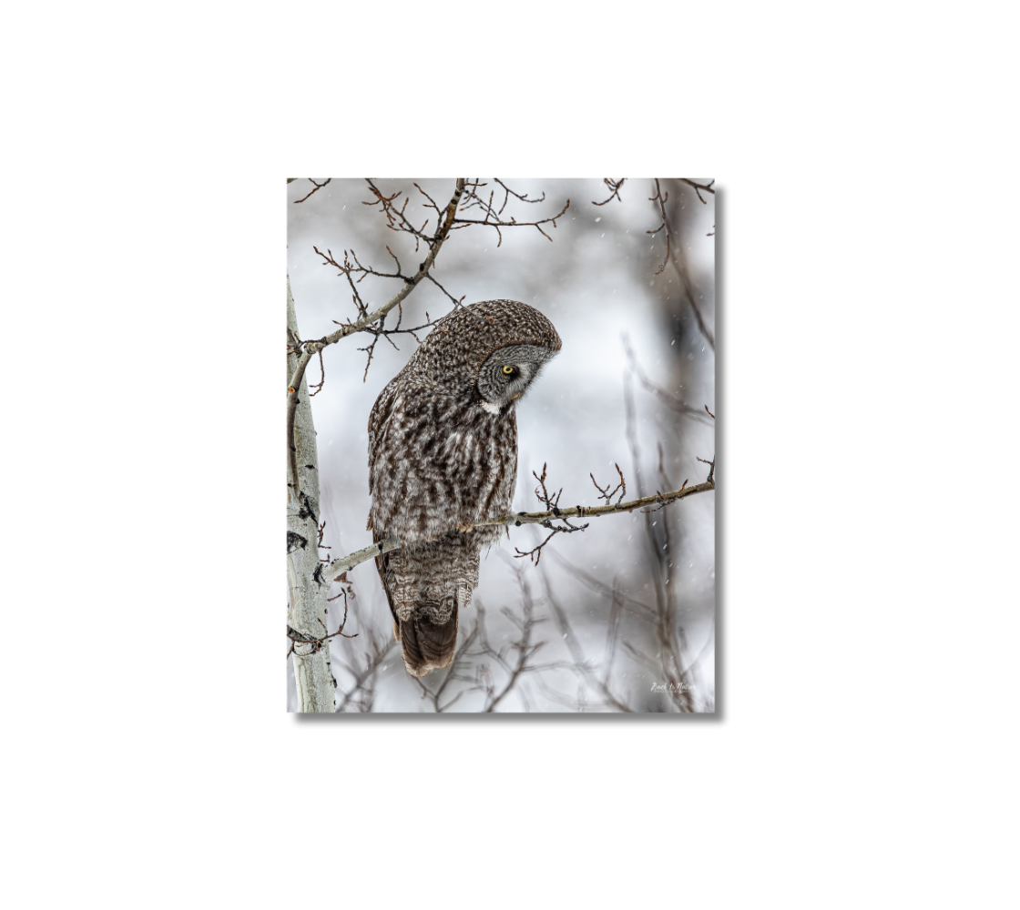 A portrait metal print of our photograph featuring great gray owl perched on a branch with a snowy background.
