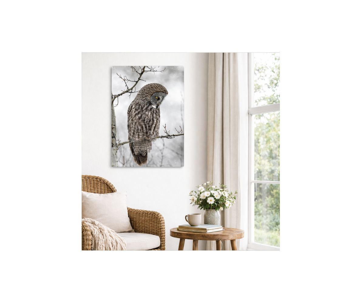 Living room with a wicker chair, small table with flowers and a portrait metal print of our photograph featuring great grey owl with a white background hanging on a wall.